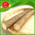 Acheter en ligne bon marché Origine Burdock Fresh Burdock Root Factory Direct Supply